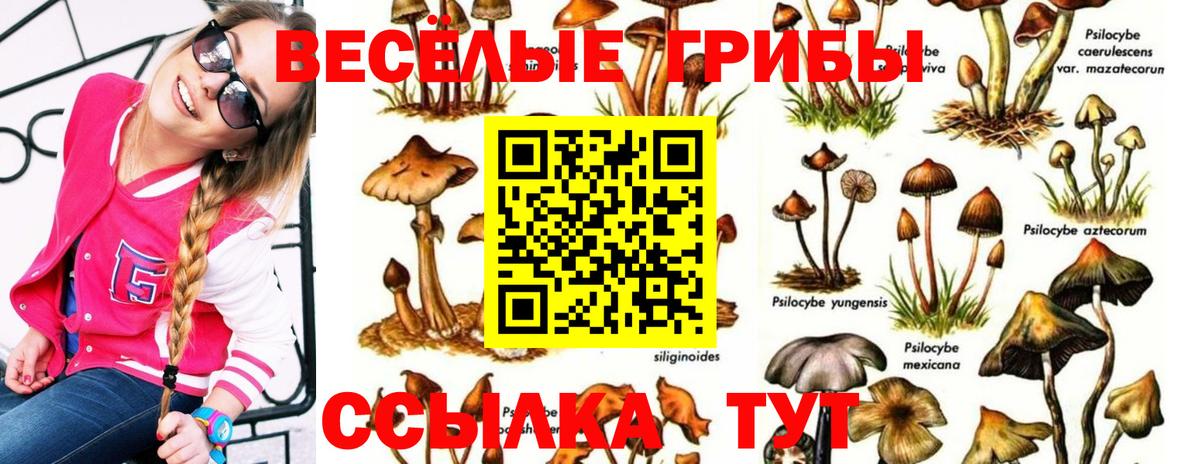 Гулькевичи  купить   Вход с VPN  Галлюциногенные грибы Psilocybine cubensis 